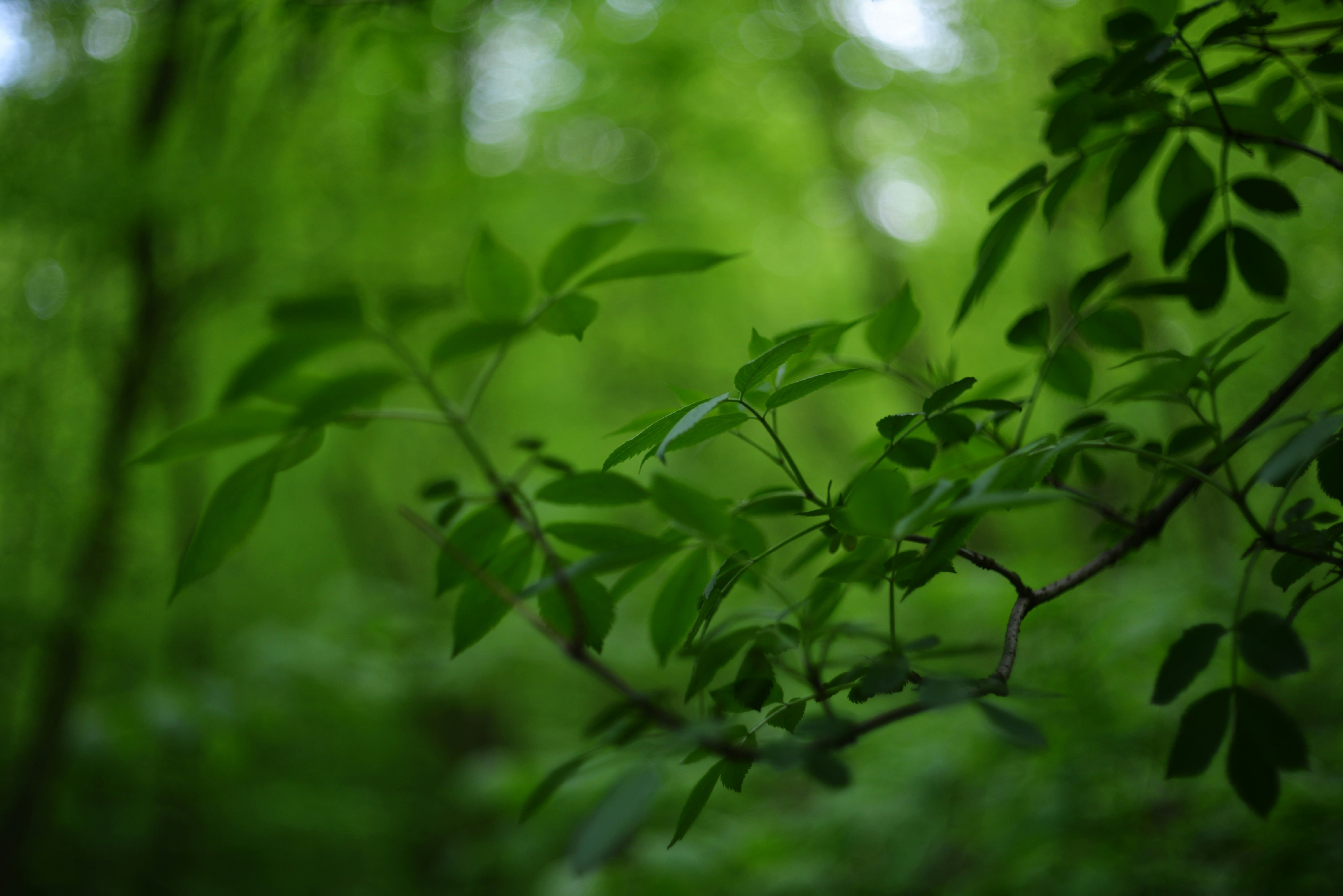 Outdoor Green Spaces